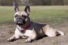 Hundetreff-109 Kopie.jpg