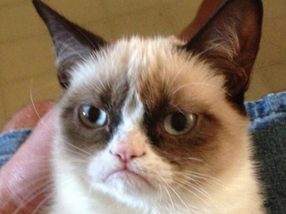 grumpy-cat-still-hatehprdc.png